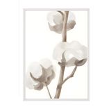 Postifull Beyaz Çerçeveli Tablo, Poster Ve Çerçeve Seti, Aquarelle Cotton Flowers Comfort Serisi No:108584;13 X 18 Beyaz Çerçeveli
