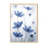 Postifull Blue Cosmos Flower Çerçeveli Tablo, Ahşap Çerçeve Ve Poster, Duvar Tablosu Comfort Serisi No:108373;13 X 18 Ahşap Çerçeveli