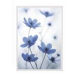 Postifull Blue Cosmos Flower Çerçeveli Tablo, Beyaz Çerçeve Ve Poster, Duvar Tablosu Comfort Serisi No:108373;33 X 48 Beyaz Çerçeveli
