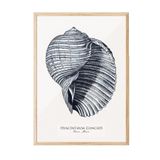 Postifull Blue Seashell Çerçeveli Tablo, Ahşap Çerçeve Ve Poster, Duvar Tablosu Comfort Serisi No:108439;10 X 15 Ahşap Çerçeveli