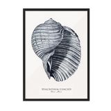 Postifull Blue Seashell Çerçeveli Tablo, Siyah Çerçeve Ve Poster, Duvar Tablosu Comfort Serisi No:108439;30 X 40 Siyah Çerçeveli