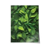 Postifull Çerçevesiz Poster, Botanik & Yaprak Tablo No:30, Hd Fotoğraf, Salon, Mutfak Duvar Dekoru Poster;70 X 100 Renkli - 13