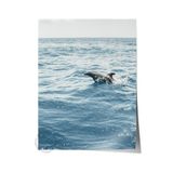 Postifull Çerçevesiz Poster, Yaz Temalı Tablo No:117, Okyanusta Yunus Fotoğrafı, Mavi Poster, Dikey;33 X 48 Renkli - 25