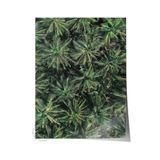 Postifull Çerçevesiz Poster, Yaz Temalı Tablo No:67, Palmiye Ormanı Fotoğrafı, Yeşil Poster, Dikey;33 X 48 Renkli - 3