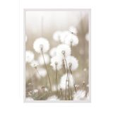 Postifull Cottongrass Çerçeveli Tablo, Beyaz Çerçeve Ve Poster, Dikey Duvar Tablosu Comfort Serisi No:108310;13 X 18 Beyaz Çerçeveli