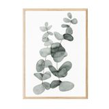 Postifull Eucalyptus No2 Çerçeveli Tablo, Ahşap Çerçeve Ve Poster, Duvar Tablosu Comfort Serisi No:108455;30 X 40 Ahşap Çerçeveli