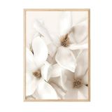 Postifull Flowering Magnolia Çerçeveli Tablo, Ahşap Çerçeve Ve Poster, Duvar Tablosu Comfort Serisi No:108416;21 X 30 Ahşap Çerçeveli