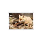 Postifull Forest Fox Çerçeveli Tablo, Beyaz Çerçeve Ve Poster, Yatay Duvar Tablosu Comfort Serisi No:108349;13 X 18 Beyaz Çerçeveli