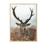 Postifull Forest Stag Çerçeveli Tablo, Ahşap Çerçeve Ve Poster, Dikey Duvar Tablosu Comfort Serisi No:108443;21 X 30 Ahşap Çerçeveli