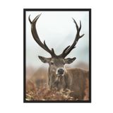 Postifull Forest Stag Çerçeveli Tablo, Siyah Çerçeve Ve Poster, Dikey Duvar Tablosu Comfort Serisi No:108443;50 X 70 Siyah Çerçeveli
