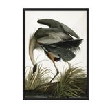 Postifull Great Heron Çerçeveli Tablo, Siyah Çerçeve Ve Poster, Dikey Duvar Tablosu Comfort Serisi No:108502;10 X 15 Siyah Çerçeveli