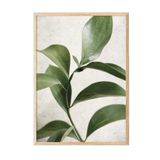 Postifull Green Botanical Çerçeveli Tablo, Ahşap Çerçeve Ve Poster, Duvar Tablosu Comfort Serisi No:108467;21 X 30 Ahşap Çerçeveli