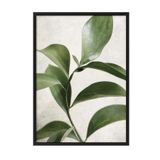 Postifull Green Botanical Çerçeveli Tablo, Siyah Çerçeve Ve Poster, Duvar Tablosu Comfort Serisi No:108467;13 X 18 Siyah Çerçeveli
