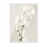 Postifull In Full Bloom Çerçeveli Tablo, Beyaz Çerçeve Ve Poster, Dikey Duvar Tablosu Comfort Serisi No:108434;13 X 18 Beyaz Çerçeveli