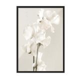 Postifull In Full Bloom Çerçeveli Tablo, Siyah Çerçeve Ve Poster, Dikey Duvar Tablosu Comfort Serisi No:108434;33 X 48 Siyah Çerçeveli