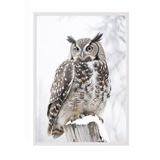 Postifull Owl İn Snowfall Yılbaşı Tablo, Beyaz Çerçeve Ve Poster, Duvar Tablosu Comfort Serisi No:108413;10 X 15 Beyaz Çerçeveli