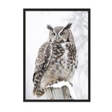 Postifull Owl İn Snowfall Yılbaşı Tablo, Siyah Çerçeve Ve Poster, Duvar Tablosu Comfort Serisi No:108413;70 X 100 Siyah Çerçeveli
