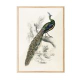 Postifull Peafowl Portrait Çerçeveli Tablo, Ahşap Çerçeve Ve Poster, Duvar Tablosu Comfort Serisi No:108500;10 X 15 Ahşap Çerçeveli