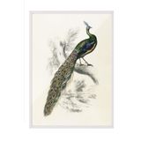 Postifull Peafowl Portrait Çerçeveli Tablo, Beyaz Çerçeve Ve Poster, Duvar Tablosu Comfort Serisi No:108500;13 X 18 Beyaz Çerçeveli