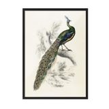 Postifull Peafowl Portrait Çerçeveli Tablo, Siyah Çerçeve Ve Poster, Duvar Tablosu Comfort Serisi No:108500;13 X 18 Siyah Çerçeveli