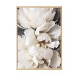 Postifull Peonies İn Bloom Çerçeveli Tablo, Ahşap Çerçeve Ve Poster, Duvar Tablosu Comfort Serisi No:108428;13 X 18 Ahşap Çerçeveli