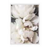 Postifull Peonies İn Bloom Çerçeveli Tablo, Beyaz Çerçeve Ve Poster, Duvar Tablosu Comfort Serisi No:108428;30 X 40 Beyaz Çerçeveli