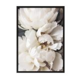 Postifull Peonies İn Bloom Çerçeveli Tablo, Siyah Çerçeve Ve Poster, Duvar Tablosu Comfort Serisi No:108428;50 X 70 Siyah Çerçeveli