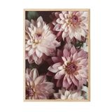 Postifull Romantic Dahlias Çerçeveli Tablo, Ahşap Çerçeve Ve Poster, Duvar Tablosu Comfort Serisi No:108533;10 X 15 Ahşap Çerçeveli