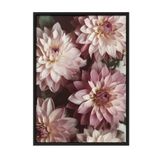 Postifull Romantic Dahlias Çerçeveli Tablo, Siyah Çerçeve Ve Poster, Duvar Tablosu Comfort Serisi No:108533;30 X 40 Siyah Çerçeveli
