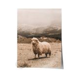 Postifull Rustic Çerçevesiz Poster, İskandinav Beyaz Tablo, No:348 Koyun Fotoğraf, Dikey;21 X 30 Renkli - 3