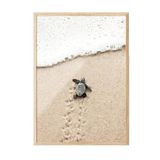 Postifull Small Beach Turtle Çerçeveli Tablo, Ahşap Çerçeve Ve Poster, Duvar Tablosu Comfort Serisi No:108420;13 X 18 Ahşap Çerçeveli