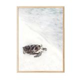 Postifull Turtle On The Beach Çerçeveli Tablo, Ahşap Çerçeve Ve Poster, Duvar Tablosu Comfort Serisi No:108422;30 X 42 Ahşap Çerçeveli