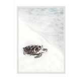 Postifull Turtle On The Beach Çerçeveli Tablo, Beyaz Çerçeve Ve Poster, Duvar Tablosu Comfort Serisi No:108422;21 X 30 Beyaz Çerçeveli