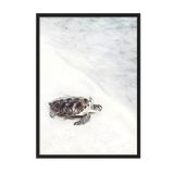 Postifull Turtle On The Beach Çerçeveli Tablo, Siyah Çerçeve Ve Poster, Duvar Tablosu Comfort Serisi No:108422;70 X 100 Siyah Çerçeveli