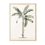 Postifull Vintage Banana Tree Çerçeveli Tablo, Ahşap Çerçeve Ve Poster, Duvar Tablosu Comfort Serisi No:108501;33 X 48 Ahşap Çerçeveli