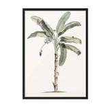 Postifull Vintage Banana Tree Çerçeveli Tablo, Siyah Çerçeve Ve Poster, Duvar Tablosu Comfort Serisi No:108501;13 X 18 Siyah Çerçeveli