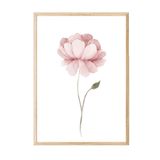 Postifull Watercolour Peony Çerçeveli Tablo, Ahşap Çerçeve Ve Poster, Duvar Tablosu Comfort Serisi No:108493;30 X 42 Ahşap Çerçeveli