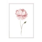 Postifull Watercolour Peony Çerçeveli Tablo, Beyaz Çerçeve Ve Poster, Duvar Tablosu Comfort Serisi No:108493;30 X 42 Beyaz Çerçeveli