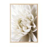 Postifull White Dahlia Çerçeveli Tablo, Ahşap Çerçeve Ve Poster, Dikey Duvar Tablosu Comfort Serisi No:108311;30 X 40 Ahşap Çerçeveli