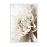 Postifull White Dahlia Çerçeveli Tablo, Beyaz Çerçeve Ve Poster, Dikey Duvar Tablosu Comfort Serisi No:108311;13 X 18 Beyaz Çerçeveli