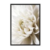 Postifull White Dahlia Çerçeveli Tablo, Siyah Çerçeve Ve Poster, Dikey Duvar Tablosu Comfort Serisi No:108311;10 X 15 Siyah Çerçeveli