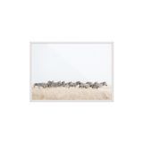 Postifull Zebra Herd Çerçeveli Tablo, Beyaz Çerçeve Ve Poster, Yatay Duvar Tablosu Comfort Serisi No:108464;15 X 21 Beyaz Çerçeveli