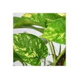 Pothos Salon Sarmaşığı Fidanı 10-20 Cm