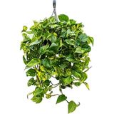 Pothos Sarmaşığı, Epipremnum Aureum Bitkisi, Askılı Saksı, Yeşil - Çok Renkli