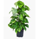 Potos Sarmaşığı 60 Cm Yosunlu Sopaya Sarılmış Canlı Bitki