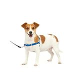 Pratik Köpek Koşum Takımı, Rahat Yürüyüş Deneyimi Sunar