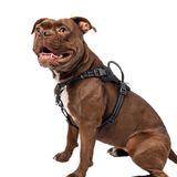 Premier Pet Çekme Konforlu Koşum Takımı - Orta, Köpekler için Ayarlanabilir Kesim 30-70 Lb, Yansıtıcı Dikiş, Ekstra Kontrol için Dolgulu Tutamak, Ön Tasma Ataşmanı