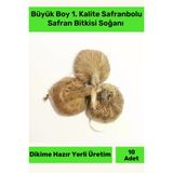 Premium Dikime Hazır Yerli Üretim Büyük Boy 1. Kalite Safranbolu Safran Bitkisi Soğanı