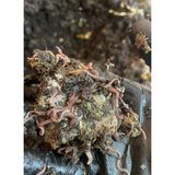 Premium Katı Solucan Gübresi-OrganikToprak-Organik Vermikompost-ToprakCanlandırıcı Katı Solucan Gübresi 10 KG