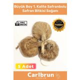 Premium Özel Dikime Hazır Yerli Üretim Büyük Boy 1. Kalite Safranbolu Safran Bitkisi Soğanı - 5 Adet